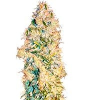Nexus feminized seeds