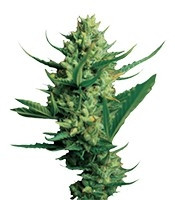 Night Queen feminized seeds