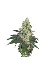 Sweet Deep Grapefruit (Dinafem Seeds)