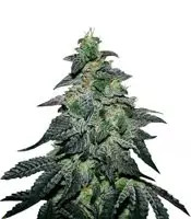Graines de cannabis Golosa (Delicious Seeds)