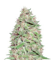 Dizzy Lights Auto (Dr. Krippling Seeds)