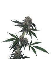 Graines de cannabis Jack Flash regular (Sensi Seeds)