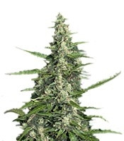 Graines de cannabis Pandora Auto (Paradise Seeds)