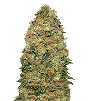 Graines de cannabis White Widow (00 Seeds)