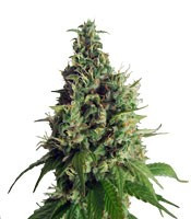 Orange Hill Special Regular seeds