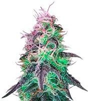 Graines de cannabis BlackJack (Nirvana Seeds)