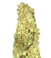 Cold Thunder feminized seeds