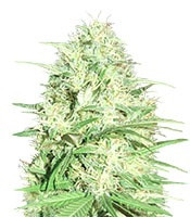 Graines de cannabis Honey Rock (Sumo Seeds)