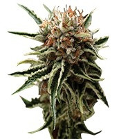 Shark feminized seeds (Pyramid Seeds)