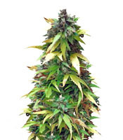 Graines de cannabis Critical Impact (Vision Seeds)