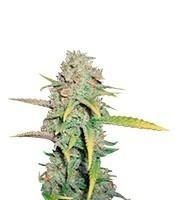 O.G. Kush (RQS) Cannabis-Samen