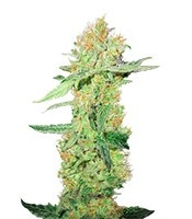 Y Griega CBD (Medical Seeds)