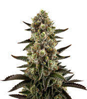 Graines de cannabis White Widow (Dinafem Seeds)