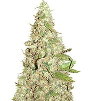 Afghan Cow feminized seeds