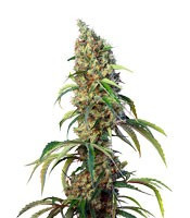 Black Jack CBD (Sweet Seeds) Cannabis-Samen