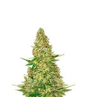 Graines de cannabis Power VIP (VIP seeds)
