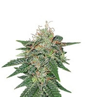 S.A.G.E. regular (T.H. Seeds) Cannabis-Samen