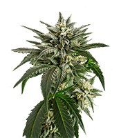 Graines de cannabis Blue Critical Autoflowering (Dinafem Seeds)