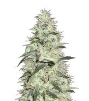 Graines de cannabis Sonic Bloom Auto (Dr. Krippling Seeds)