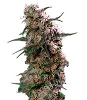 Super Haze regular (Dutch Passion) Cannabis-Samen