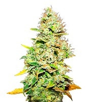 Semi femminizzati di White Widow (Medical Seeds)