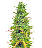 Semi femminizzati Choco Bud