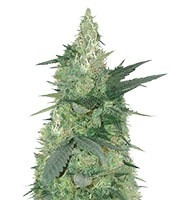 Bud Bud Bling Tingz feminized seeds