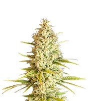 Critical VIP feminized seeds