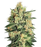 Durga Mata II CBD (Paradise Seeds) Cannabis-Samen