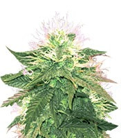 American Pie (Pyramid Seeds)