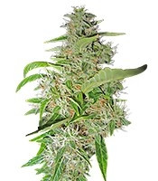 Big Bud feminized seeds (Sensi Seeds)