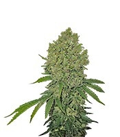 Prozack feminized seeds