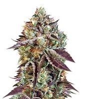 Graines de cannabis Sweet Nurse Auto CBD (Sweet Seeds)