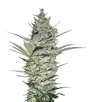 Graines de cannabis AK-47 (Serious Seeds)