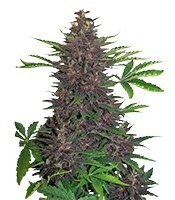 Buddha Purple Kush Auto (Buddha Seeds)