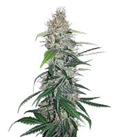Graines de cannabis Shiva Skunk (Sensi Seeds)