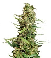 Graines de cannabis Super Skunk (Nirvana Seeds)