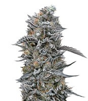Graines de cannabis Black D.O.G. (Humboldt Seeds)