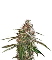 Graines de cannabis Blue Kush (Dinafem Seeds)