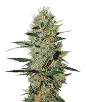 Graines de cannabis Exodus Cheese Auto (GHS)