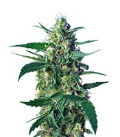 Graines de cannabis Ice Cool Auto (Sweet Seeds)