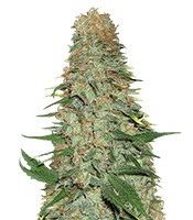 Mango Chutney feminized seeds