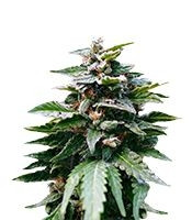 Graines de cannabis Karibbean Mango (Kannabia Seeds)