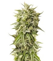 Bubba Kush Auto (Humboldt Seeds) Cannabis-Samen