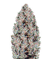 Northern Light feminized seeds (Victory Seeds)