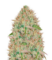 Silver Haze feminized seeds (Vision Seeds)