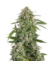 Graines de cannabis White Widow Autoflowering (Dinafem Seeds)