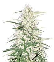 CBD Cherry Kush (Sumo Seeds) Cannabis-Samen