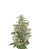 Cheese Autoflowering feminized seeds