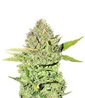 Devil Fruit feminized seeds